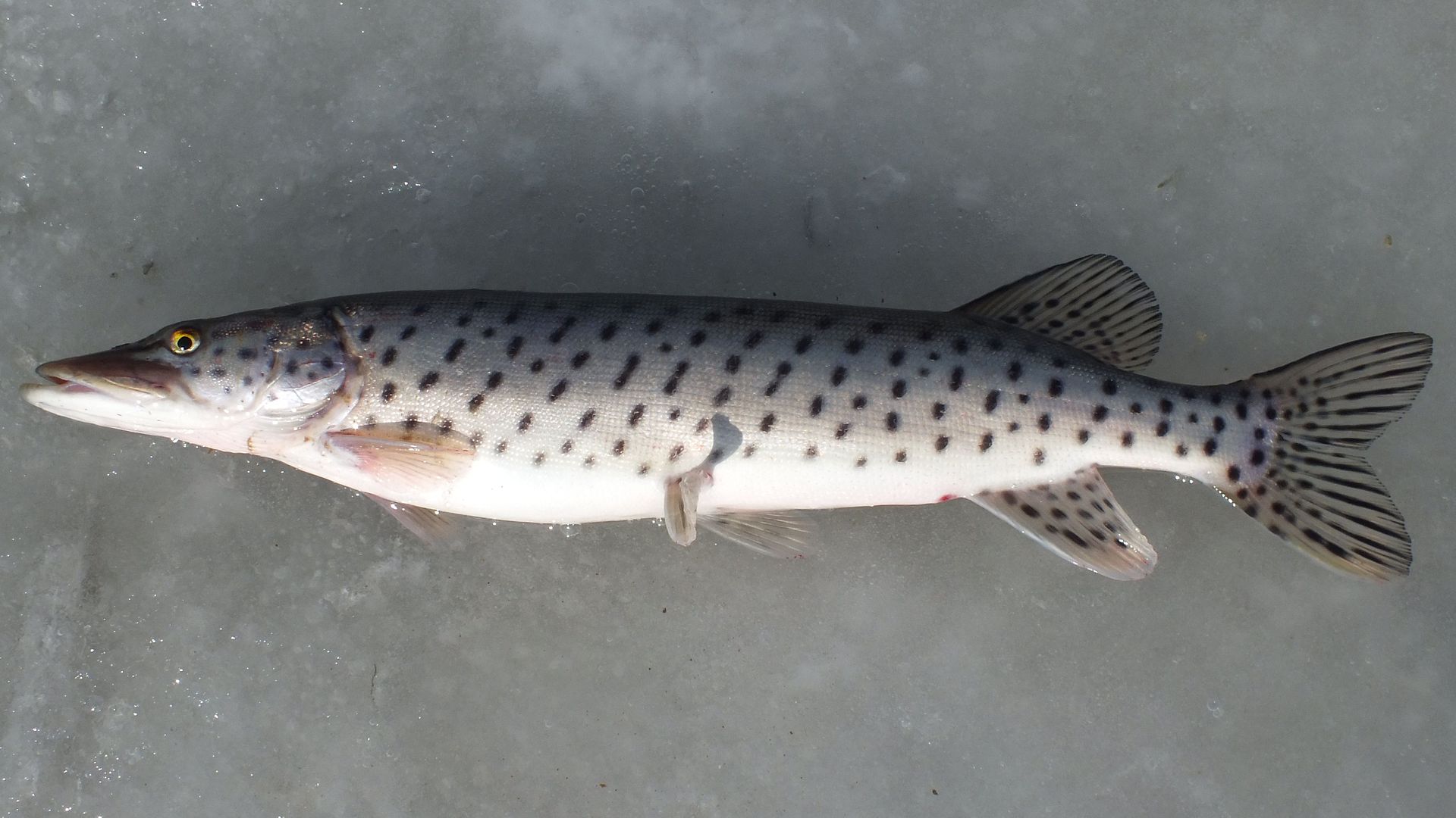 (Esox Linnaeus, 1758) Род Эсоксы, Щуки, Genus Esox Linnaeus, 1758 ...